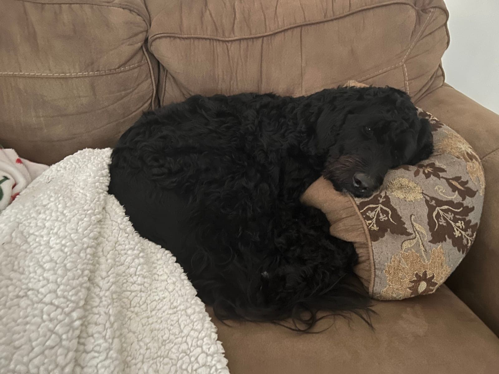A doodle curled up asleep on a couch cushion